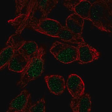 Anti-SOX18 antibody produced in rabbit Prestige Antibodies&#174; Powered by Atlas Antibodies, affinity isolated antibody