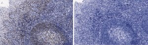 Anti-Bcl11A Antibody, clone 2C4 ZooMAb&#174; Rabbit Monoclonal recombinant, expressed in HEK 293 cells