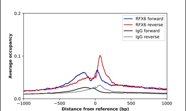 Anti-RFX6 antibody produced in rabbit Prestige Antibodies&#174; Powered by Atlas Antibodies, affinity isolated antibody, buffered aqueous glycerol solution