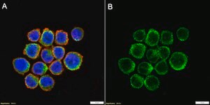 Anti-CSF-1R/CD115 Antibody, clone 1F6 ZooMAb&#174; Rabbit Monoclonal recombinant, expressed in HEK 293 cells
