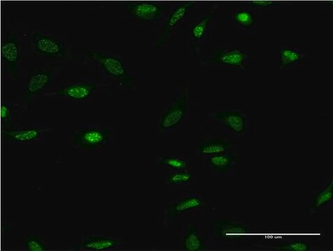 Monoclonal Anti-OLIG2 antibody produced in mouse clone 3D7, purified immunoglobulin, buffered aqueous solution