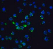 Anti-Acinus antibody produced in rabbit affinity isolated antibody, buffered aqueous solution
