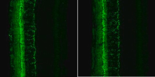 Anti-HCN4 Antibody, clone PG2-1A4 clone PG2-1A4, from rat