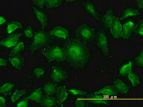 Monoclonal Anti-MAPK13 antibody produced in mouse clone 2C10-1C7, purified immunoglobulin, buffered aqueous solution