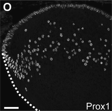 Anti-Prox 1 Antibody serum, Chemicon&#174;