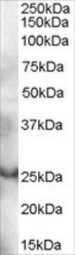 Anti-GRAP antibody produced in goat affinity isolated antibody, buffered aqueous solution