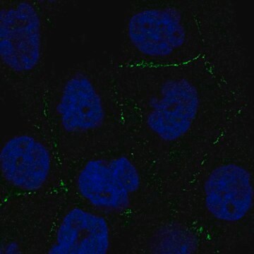 Anti-C2Cd2L Antibody Produced In Rabbit Prestige Antibodies&#174; Powered by Atlas Antibodies, affinity isolated antibody, buffered aqueous glycerol solution
