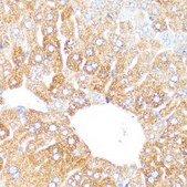 Anti-CYP3A4 antibody produced in rabbit
