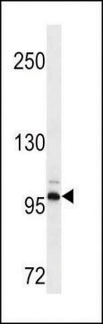 MONOCLONAL ANTI-DDR2 antibody produced in mouse clone 484CT5.5.4, crude ascites, buffered aqueous solution