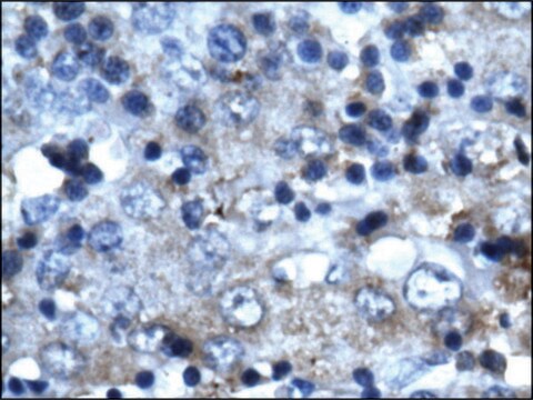 Anti-CDK2 antibody produced in rabbit IgG fraction of antiserum