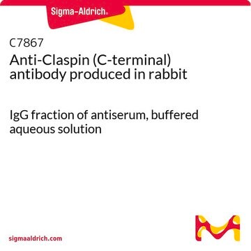 Anti-Claspin (C-terminal) antibody produced in rabbit IgG fraction of antiserum, buffered aqueous solution