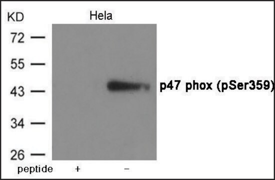 Anti-phospho-p47 phox (pSer359) antibody produced in rabbit affinity isolated antibody