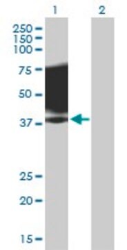 Anti-SLAMF1 antibody produced in mouse purified immunoglobulin, buffered aqueous solution