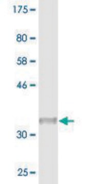 Monoclonal Anti-SNRPG antibody produced in mouse clone 2F1-1F12, purified immunoglobulin, buffered aqueous solution