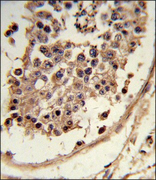 ANTI-CXCR7 (C-TERM) antibody produced in rabbit IgG fraction of antiserum, buffered aqueous solution