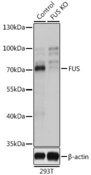 Anti-FUS antibody produced in rabbit