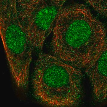 Anti-SH3D21 antibody produced in rabbit Prestige Antibodies&#174; Powered by Atlas Antibodies, affinity isolated antibody