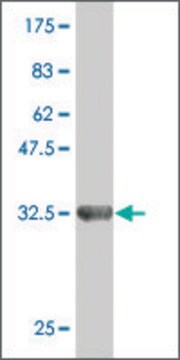 Monoclonal Anti-ZNF85 antibody produced in mouse clone 4D12, purified immunoglobulin, buffered aqueous solution