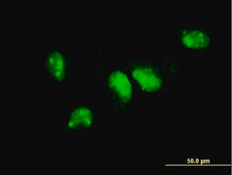 ANTI-PIM1 antibody produced in mouse clone 3D12, purified immunoglobulin, buffered aqueous solution