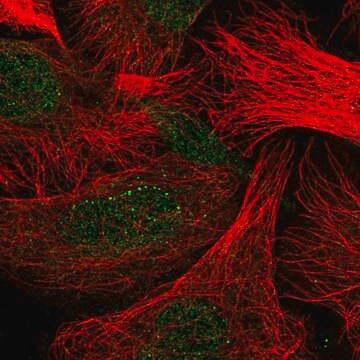 Anti-CLEC7A antibody produced in rabbit Prestige Antibodies&#174; Powered by Atlas Antibodies, affinity isolated antibody