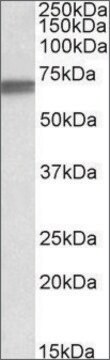 Anti-LMNB1 antibody produced in goat affinity isolated antibody, buffered aqueous solution