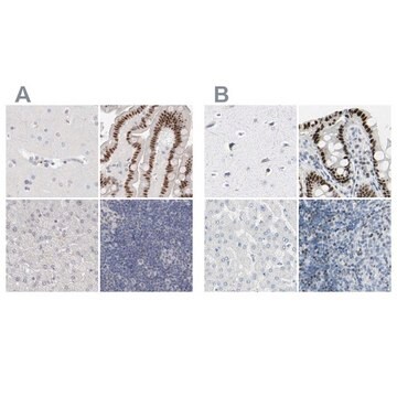 Anti-ZBTB7B antibody produced in rabbit Prestige Antibodies&#174; Powered by Atlas Antibodies, affinity isolated antibody, buffered aqueous glycerol solution, Ab2