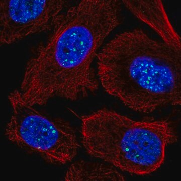 Anti-RASL11A antibody produced in rabbit Prestige Antibodies&#174; Powered by Atlas Antibodies, affinity isolated antibody
