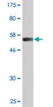 Monoclonal Anti-VWF antibody produced in mouse clone 1A11, purified immunoglobulin, buffered aqueous solution