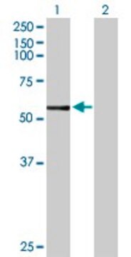 Anti-CYP3A7 antibody produced in rabbit purified immunoglobulin, buffered aqueous solution