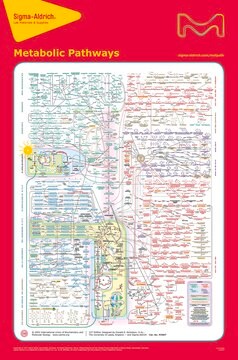 Metabolic Pathways, 22nd Ed. Chart, 12.5 × 19 in.