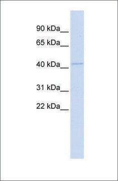 Anti-MITF antibody produced in rabbit affinity isolated antibody