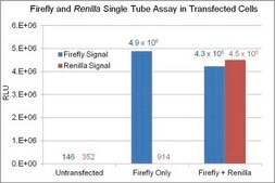 Firefly/Renilla Dual Luciferase Assay Flash-type dual luciferase assay that allows measurement of both Firefly and Renilla luciferase activity in the same sample with high sensitivity and linearity.