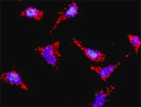 Anti-HRAS antibody produced in mouse purified immunoglobulin, buffered aqueous solution