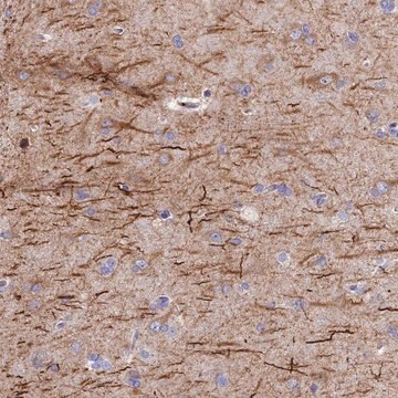 Anti-FRA10AC1 antibody produced in rabbit Prestige Antibodies&#174; Powered by Atlas Antibodies, affinity isolated antibody, buffered aqueous glycerol solution