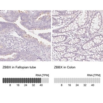 Anti-ZBBX antibody produced in rabbit Prestige Antibodies&#174; Powered by Atlas Antibodies, affinity isolated antibody, buffered aqueous glycerol solution