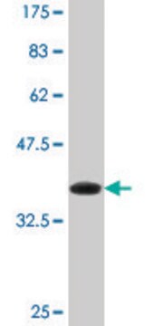 Monoclonal Anti-DHX8 antibody produced in mouse clone 1D6, purified immunoglobulin, buffered aqueous solution