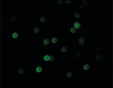 Anti-Bovine IgG (whole molecule)–FITC antibody produced in rabbit affinity isolated antibody, buffered aqueous solution