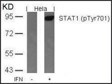 Anti-phospho-STAT1 (pTyr701) antibody produced in rabbit affinity isolated antibody