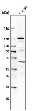 Anti-FGD1 antibody produced in rabbit Prestige Antibodies&#174; Powered by Atlas Antibodies, affinity isolated antibody, buffered aqueous glycerol solution