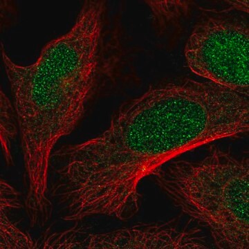 Anti-DOT1L antibody produced in rabbit Prestige Antibodies&#174; Powered by Atlas Antibodies, affinity isolated antibody