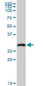 Anti-HLA-DOB antibody produced in rabbit purified immunoglobulin, buffered aqueous solution