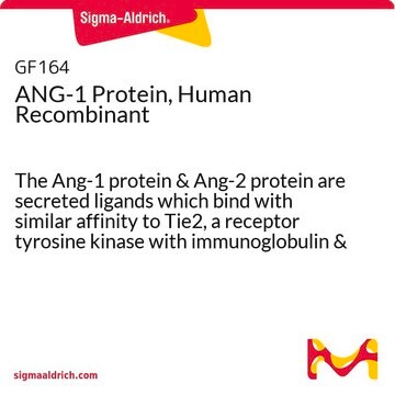 ANG-1 Protein, Human Recombinant The Ang-1 protein &amp; Ang-2 protein are secreted ligands which bind with similar affinity to Tie2, a receptor tyrosine kinase with immunoglobulin &amp; epidermal growth factor homology domains expressed on endothelial &amp; early hematopoietic cells.