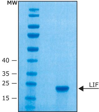 Leukemia Inhibitory Factor from mouse LIF, recombinant, expressed in E. coli, 10 &#956;g/ml, buffered aqueous solution, suitable for cell culture