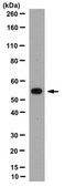 Anti-Beclin-1 Antibody, clone 9A1.1 clone 9A1.1, from mouse