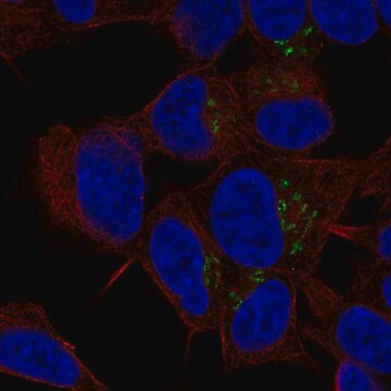 Anti-ST8SIA3 antibody produced in rabbit Prestige Antibodies&#174; Powered by Atlas Antibodies, affinity isolated antibody