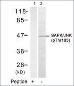 Anti-phospho-MAPK9 (pThr183) antibody produced in rabbit affinity isolated antibody