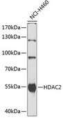 Anti-HDAC2 antibody produced in rabbit
