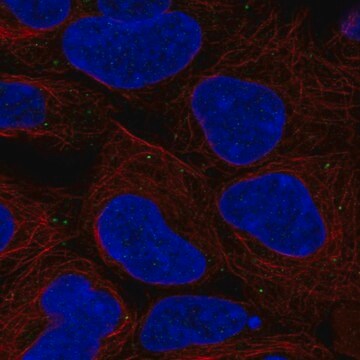 Anti-BSG antibody produced in rabbit Prestige Antibodies&#174; Powered by Atlas Antibodies, affinity isolated antibody