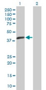 Anti-ACTL7B antibody produced in mouse purified immunoglobulin, buffered aqueous solution