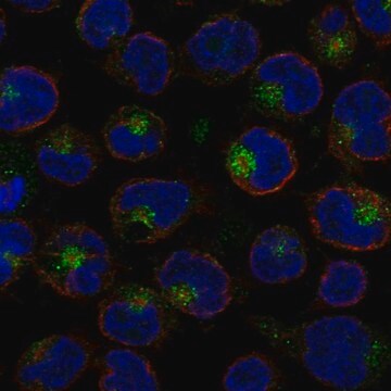 Anti-Il26 Antibody Produced In Rabbit Prestige Antibodies&#174; Powered by Atlas Antibodies, affinity isolated antibody, buffered aqueous glycerol solution